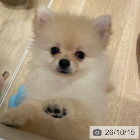 ポメラニアンの写真