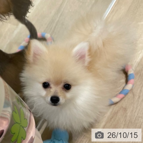 ポメラニアンの写真