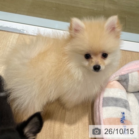 ポメラニアンの写真