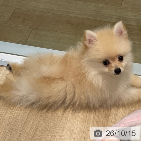 ポメラニアンの写真