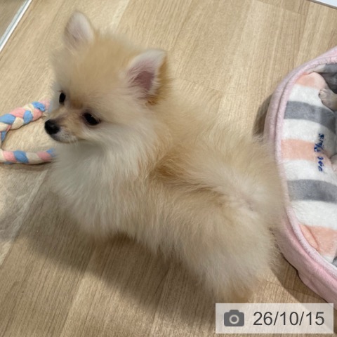 ポメラニアンの写真