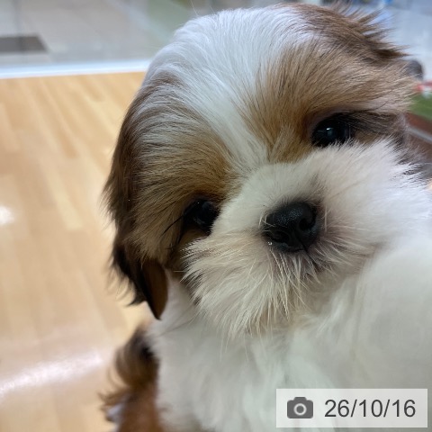 シー・ズーの写真