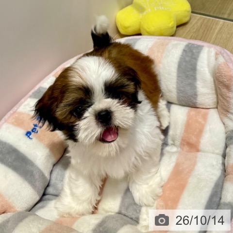 福岡県のシーズー (ペットプラス 小倉南店/2026年8月7日生まれ/男の子/ゴールドホワイト)の子犬の3枚目の画像