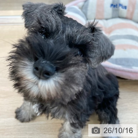 ミニチュア・シュナウザーの写真