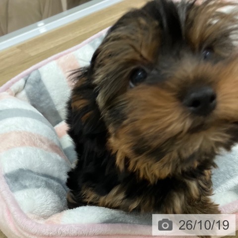 宮崎県のヨークシャーテリア (ペットプラス 宮崎店/2026年7月30日生まれ/男の子/スチールブルータン)の子犬の4枚目の画像