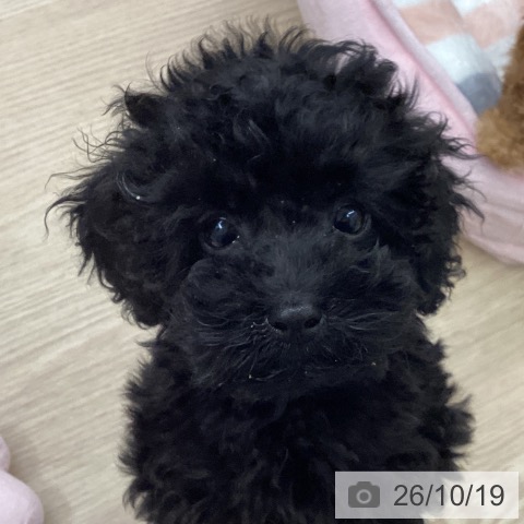 長崎県のトイプードル(トイ) (ペットプラス 長崎店/2026年8月9日生まれ/男の子/ブラック)の子犬の3枚目の画像