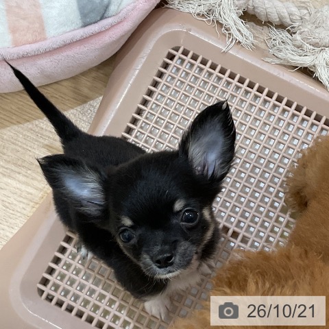 福岡県のチワワ(ロング) (ペットプラス 香椎浜店/2026年8月11日生まれ/女の子/ブラックタンホワイト)の子犬の4枚目の画像
