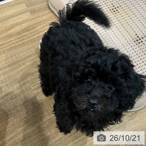埼玉県のトイプードル(トイ) (ペッツワン 新座店/2026年8月10日生まれ/男の子/ブラック)の子犬の3枚目の画像