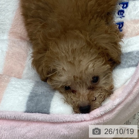 長崎県のトイプードル(トイ) (ペットプラス 長崎店/2026年8月12日生まれ/男の子/アプリコット)の子犬の3枚目の画像
