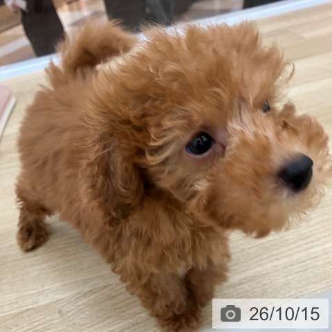 宮崎県のトイプードル(トイ) (ペットプラス 宮崎店/2026年8月7日生まれ/男の子/レッド)の子犬の4枚目の画像