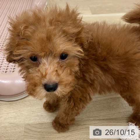 宮崎県のトイプードル(トイ) (ペットプラス 宮崎店/2026年8月7日生まれ/男の子/レッド)の子犬の3枚目の画像