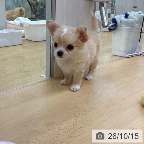 チワワの写真