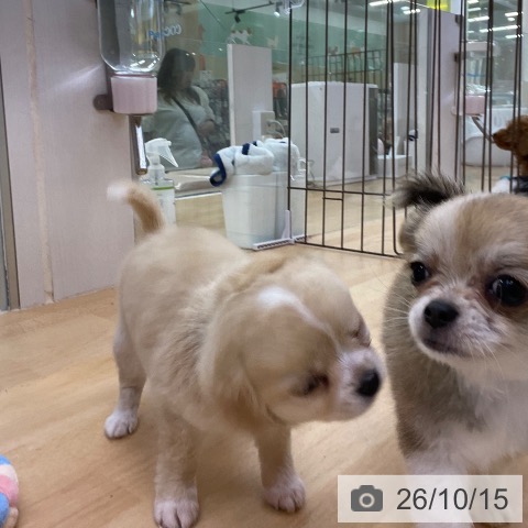 チワワの写真