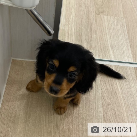 宮城県のカニンヘンダックスフンド(ロング) (ペットプラス 仙台上杉店/2026年8月11日生まれ/男の子/ブラックタン)の子犬の4枚目の画像