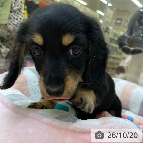 福岡県のミニチュアダックスフンド(ロング) (ペットプラス 黒崎店/2026年8月10日生まれ/女の子/ブラックタン)の子犬の4枚目の画像