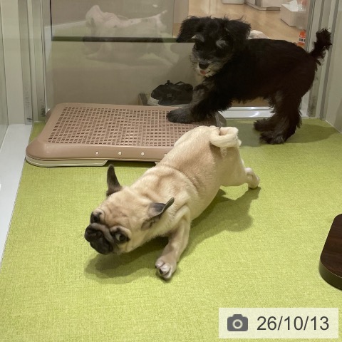 パグの写真