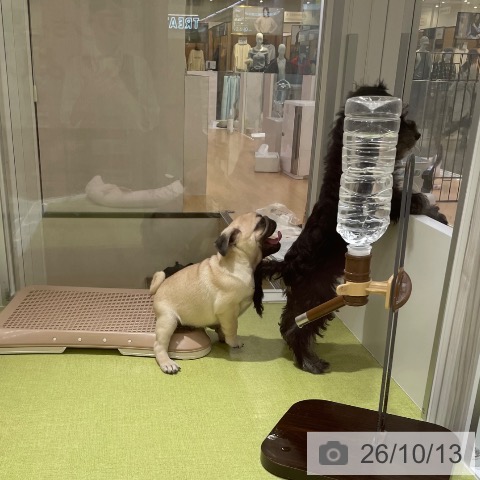 パグの写真