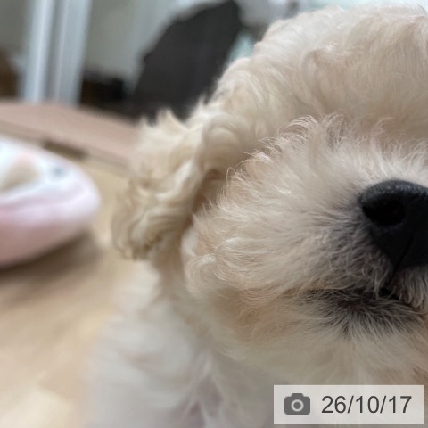 トイ・プードルの写真
