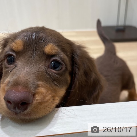 宮城県のミニチュアダックスフンド(ロング) (ペットプラス 仙台泉大沢店/2026年8月11日生まれ/女の子/チョコレートタン)の子犬の3枚目の画像
