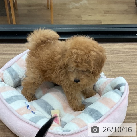 茨城県のトイプードル(トイ) (ペッツワン 古河店/2026年8月11日生まれ/男の子/アプリコット)の子犬の4枚目の画像