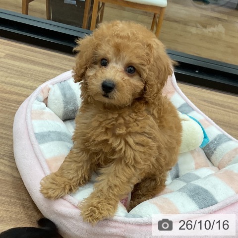 茨城県のトイプードル(トイ) (ペッツワン 古河店/2026年8月11日生まれ/男の子/アプリコット)の子犬の3枚目の画像