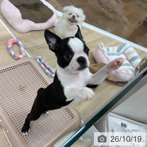 福岡県のボストンテリア (ペットプラス 八幡東店/2026年8月8日生まれ/女の子/ボストンカラー)の子犬の4枚目の画像