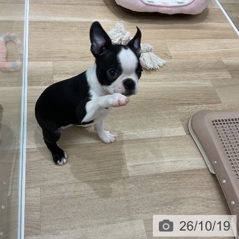 福岡県のボストンテリア (ペットプラス 八幡東店/2026年8月8日生まれ/女の子/ボストンカラー)の子犬の3枚目の画像