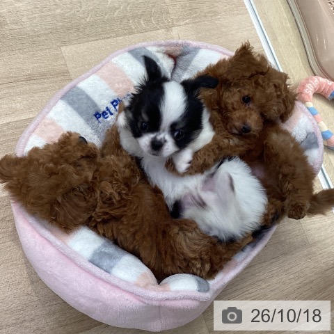 神奈川県のトイプードル(トイ) (ペットプラス 座間店/2026年8月8日生まれ/男の子/レッド)の子犬の4枚目の画像