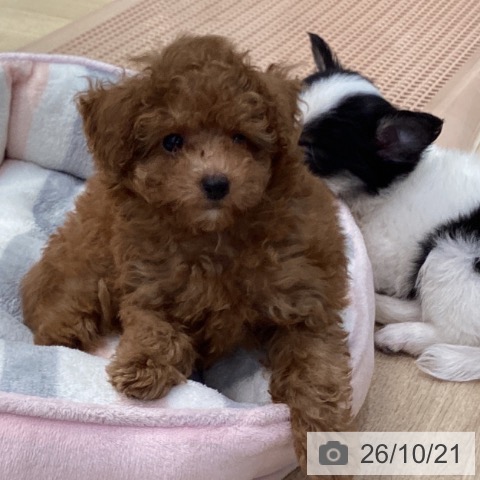 神奈川県のトイプードル(トイ) (ペットプラス 座間店/2026年8月8日生まれ/男の子/レッド)の子犬の3枚目の画像