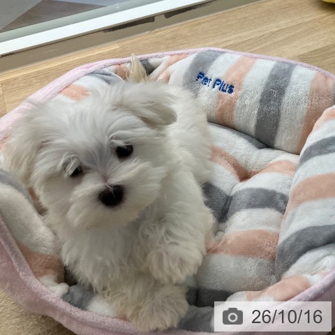 宮崎県のマルチーズ (ペットプラス 宮崎店/2026年8月14日生まれ/男の子/ホワイト)の子犬の4枚目の画像