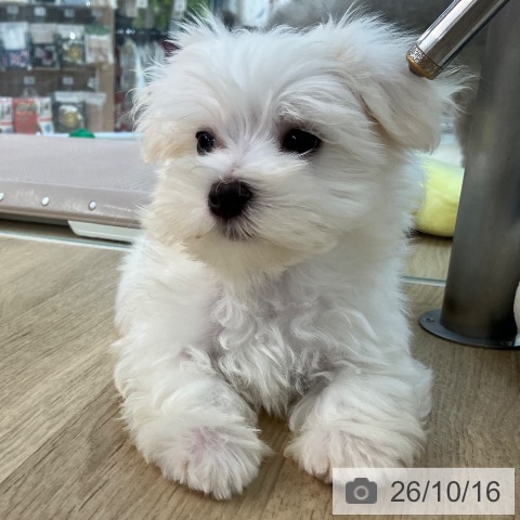宮崎県のマルチーズ (ペットプラス 宮崎店/2026年8月14日生まれ/男の子/ホワイト)の子犬の3枚目の画像