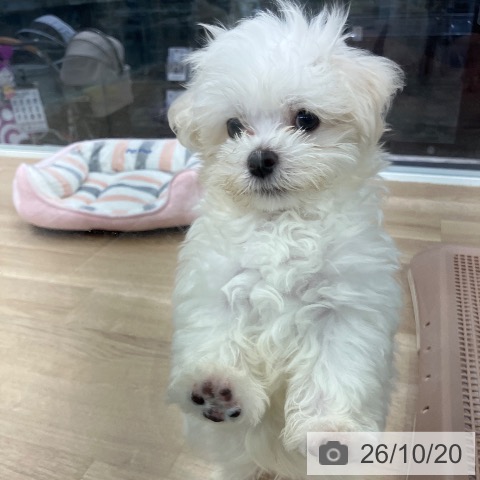 千葉県のマルチーズ (ペットプラス コトエ流山おおたかの森店/2026年8月14日生まれ/男の子/ホワイト)の子犬の3枚目の画像