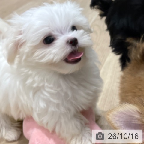 福岡県のマルチーズ (ペットプラス 八幡東店/2026年8月14日生まれ/女の子/ホワイト)の子犬の4枚目の画像
