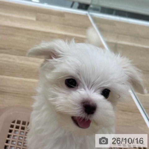 福岡県のマルチーズ (ペットプラス 八幡東店/2026年8月14日生まれ/女の子/ホワイト)の子犬の3枚目の画像