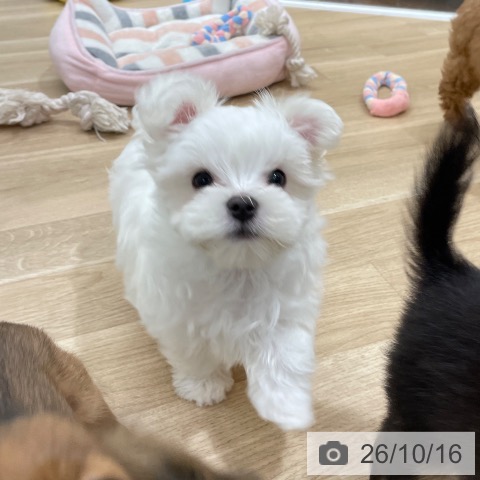 福岡県のマルチーズ (ペットプラス 八幡東店/2026年8月13日生まれ/男の子/ホワイト)の子犬の4枚目の画像