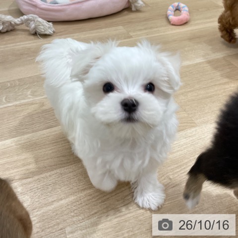福岡県のマルチーズ (ペットプラス 八幡東店/2026年8月13日生まれ/男の子/ホワイト)の子犬の3枚目の画像