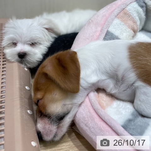 宮城県のマルチーズ (ペットプラス 仙台泉大沢店/2026年8月13日生まれ/女の子/ホワイト)の子犬の4枚目の画像