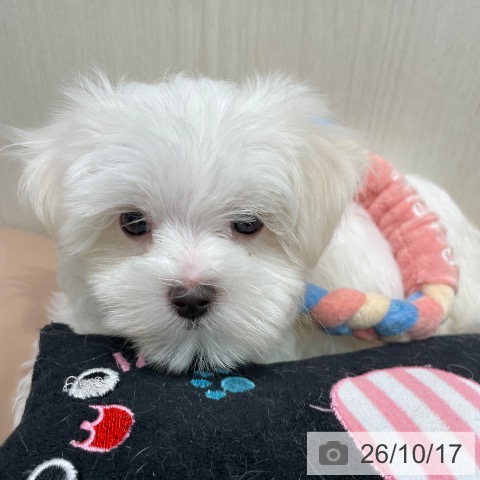 宮城県のマルチーズ (ペットプラス 仙台泉大沢店/2026年8月13日生まれ/女の子/ホワイト)の子犬の3枚目の画像