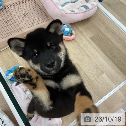 柴の写真