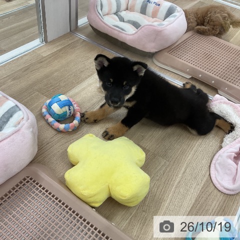 柴の写真