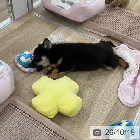 柴の写真