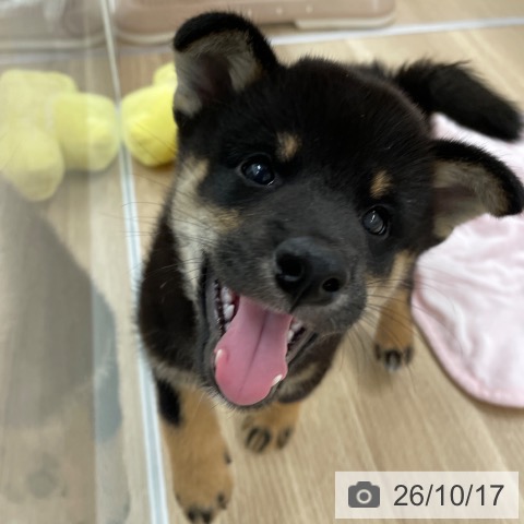 福岡県の柴犬(標準サイズ) (ペットプラス 八幡東店/2026年8月10日生まれ/男の子/黒)の子犬の4枚目の画像
