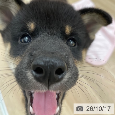 福岡県の柴犬(標準サイズ) (ペットプラス 八幡東店/2026年8月10日生まれ/男の子/黒)の子犬の3枚目の画像