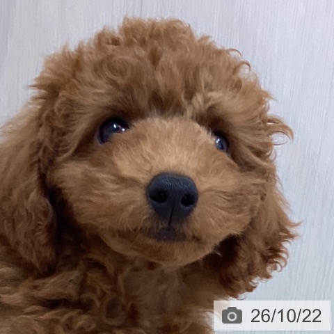 神奈川県のトイプードル(トイ) (ペットプラス 相模原並木店/2026年8月11日生まれ/男の子/レッド)の子犬の3枚目の画像