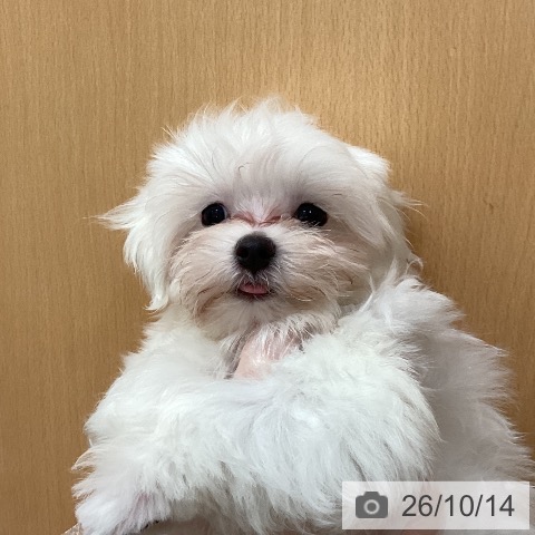 マルチーズの写真