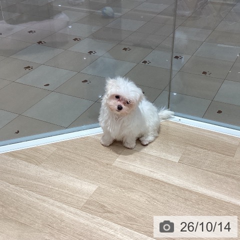 マルチーズの写真