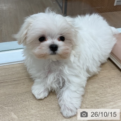 マルチーズの写真