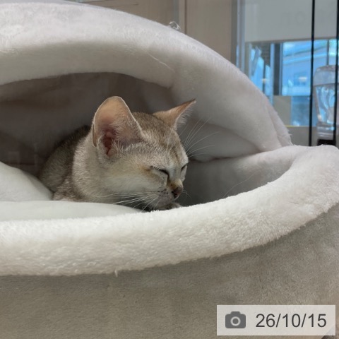 シンガプーラの写真