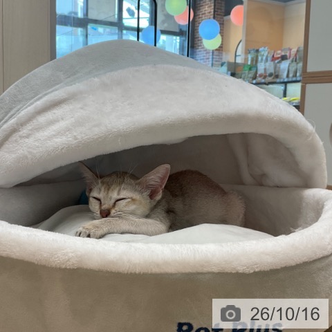 シンガプーラの写真