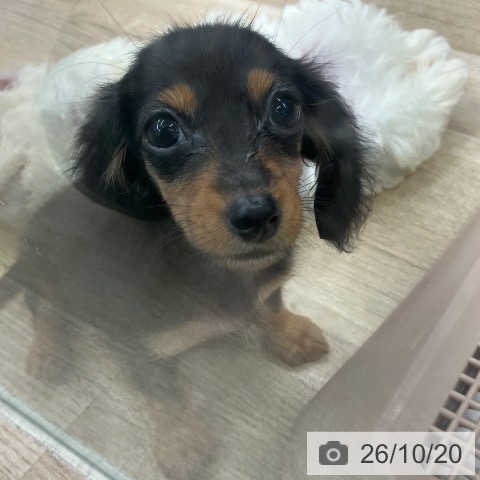 千葉県のカニンヘンダックスフンド(ロング) (ペットプラス コトエ流山おおたかの森店/2026年8月14日生まれ/女の子/ブラックタン)の子犬の3枚目の画像